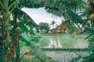 rice farming in a fish pond so as to manage water 