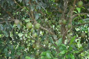 African Bush mango